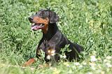 DOBERMANN 937